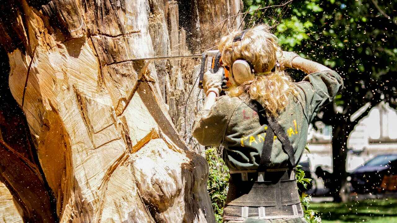 The Steps Involved in Our Tree Care Process in The Pinery, CO